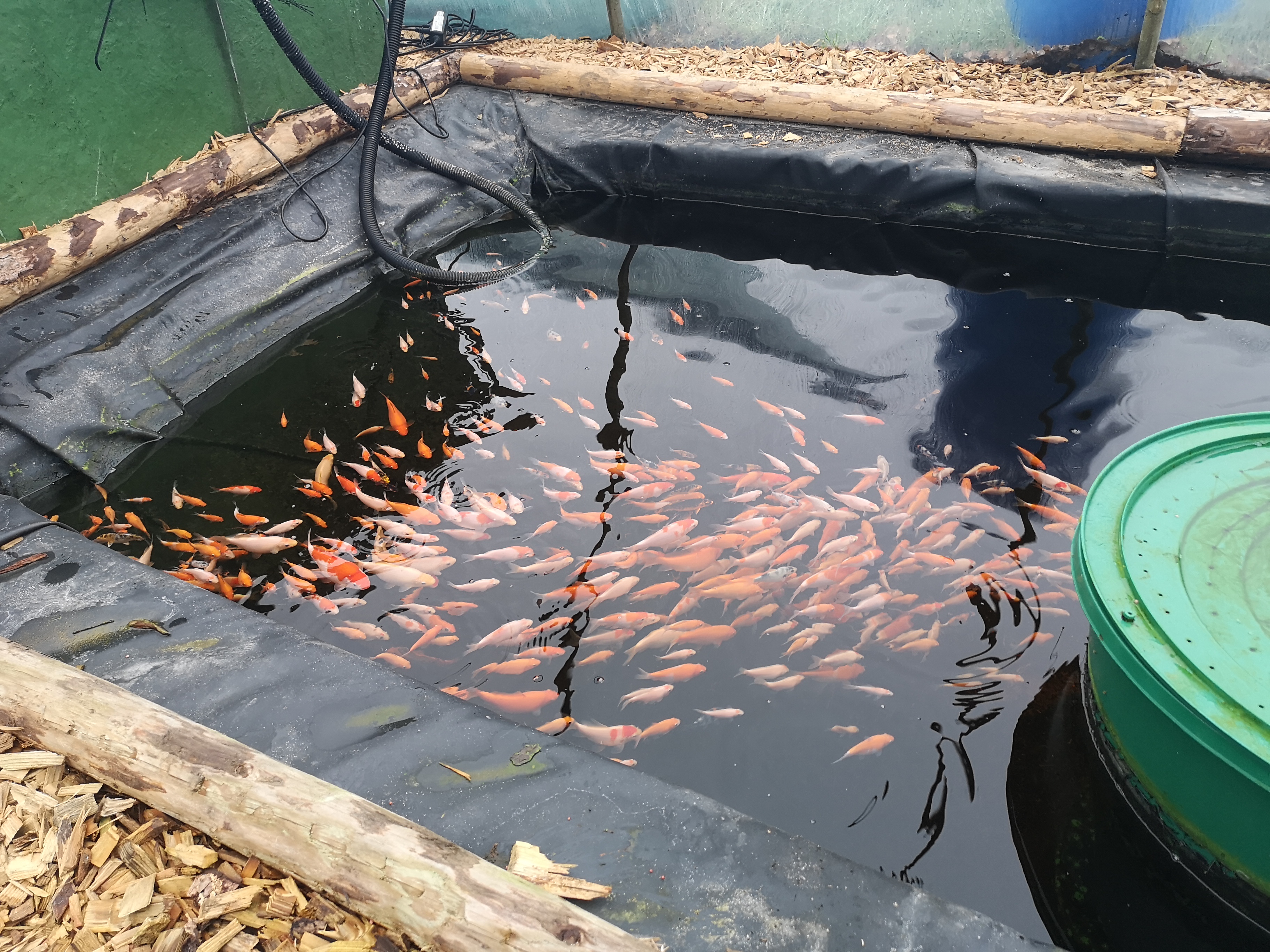 Koi