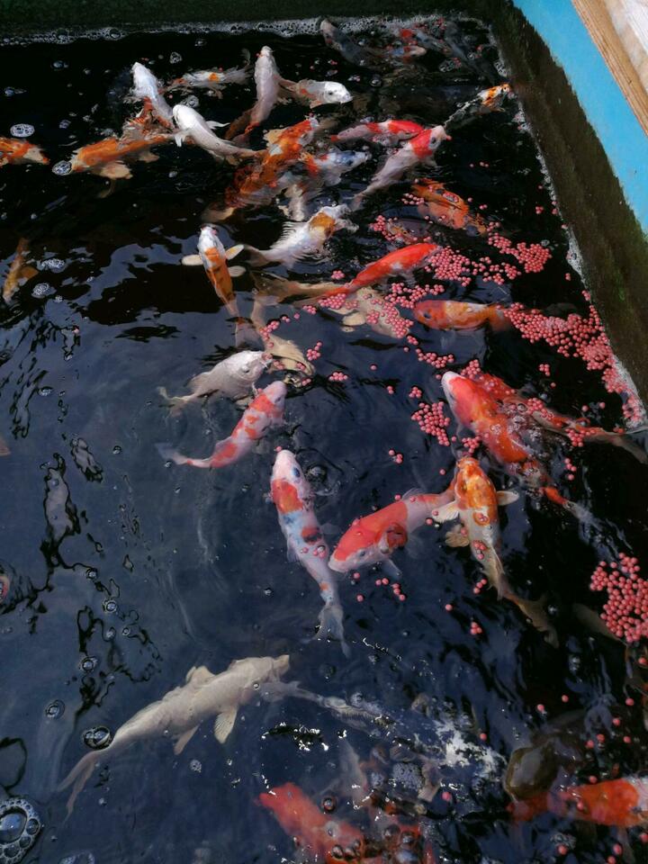 Koi